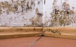 Odgrzybianie scian – jak je przeprowadzic, by bylo bezpieczne dla domownikow