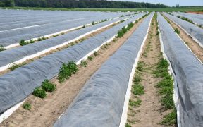 Uprawa warzyw pod folia