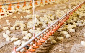 ścielarki do słomy