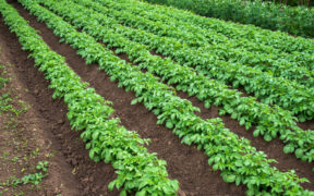 herbicydowa ochrona ziemniaka