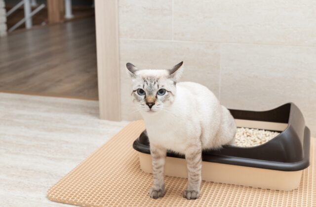 Funny,Tabby,Cat,Sitting,In,Litter,Box,And,Looking,At