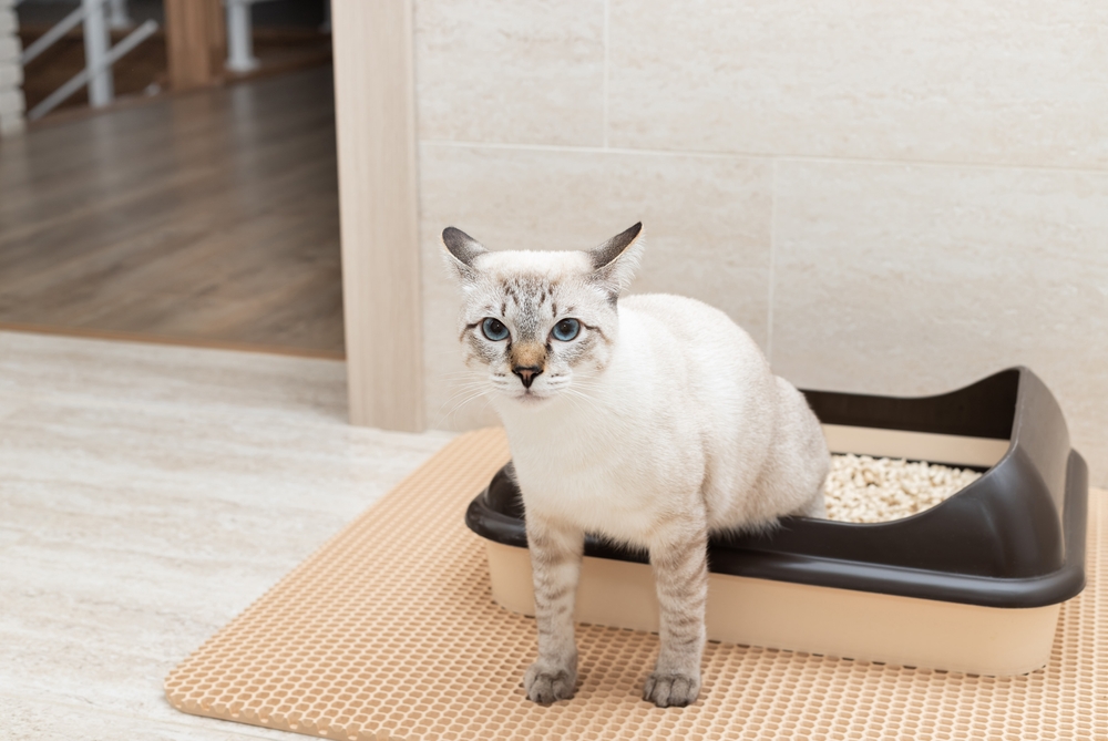 Funny,Tabby,Cat,Sitting,In,Litter,Box,And,Looking,At